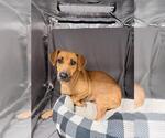 JAKE - Male Chiweenie Dog for Adoption - Small photo
