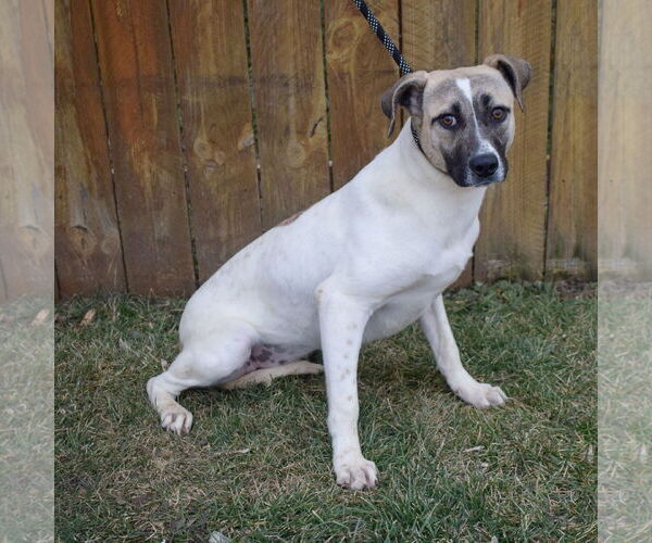 Medium Photo #7 American Staffordshire Terrier-Labrador Retriever Mix Puppy For Sale in Huntley, IL, USA