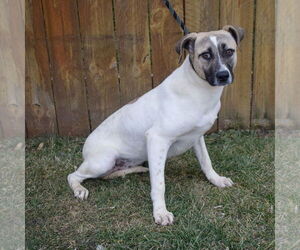Halo - Female American Staffordshire Terrier-Labrador Retriever Mix Dog for Adoption - Photo #7