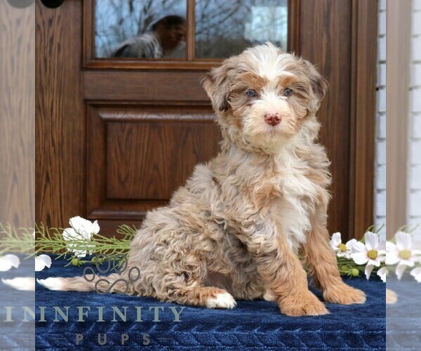Medium Photo #3 Bernedoodle (Miniature) Puppy For Sale in NARVON, PA, USA