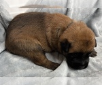 Puppy 3 Belgian Malinois