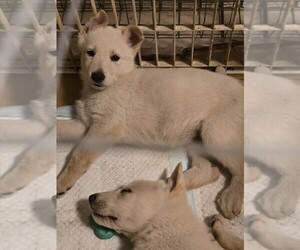 German Shepherd Dog Puppy for sale in ALTAMONTE SPRINGS, FL, USA