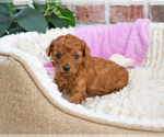 Small #1 Cavapoo