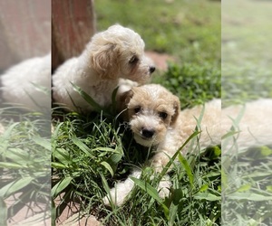 Poodle (Toy) Puppy for sale in AVA, MO, USA