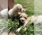 Small Poodle (Toy)