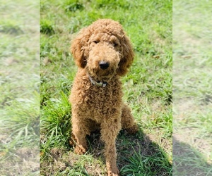 Father of the English Cream Golden Retriever-Goldendoodle Mix puppies born on 01/06/2022
