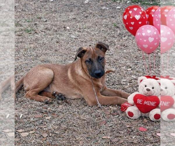 Medium Photo #2 Mutt Puppy For Sale in Yardley, PA, USA