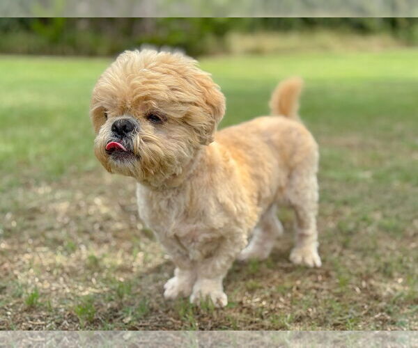 Medium Photo #6 Shih Tzu Puppy For Sale in PIPE CREEK, TX, USA