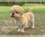 Small #5 Shih Tzu