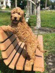 Goldendoodle Puppy for sale in KISSIMMEE, FL, USA