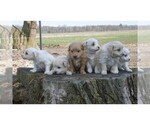 Small #7 American Eskimo Dog-Poodle (Toy) Mix