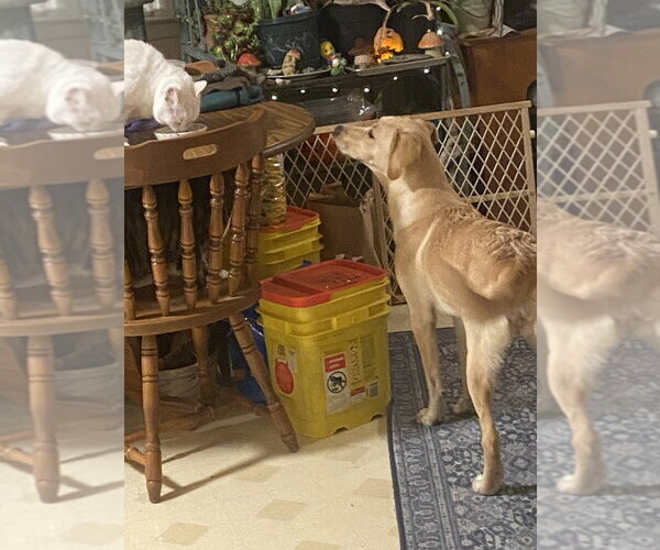 Medium Photo #4 Labrador Retriever-Unknown Mix Puppy For Sale in Aurora, IN, USA