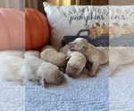 Small Photo #9 Labrador Retriever Puppy For Sale in MC LEANSBORO, IL, USA