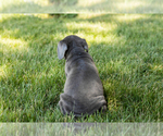 Small #4 Cane Corso