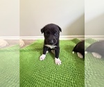 Puppy Wolfee Siberian Husky-Unknown Mix
