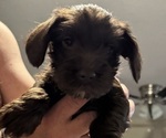 Small #2 Schnauzer (Miniature)