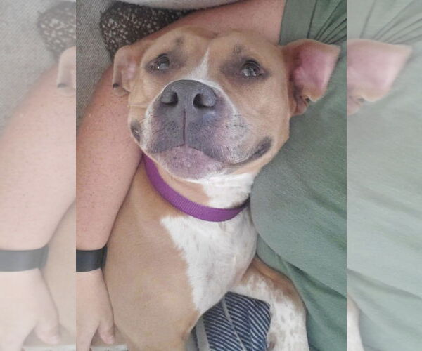 Medium Photo #1 American Pit Bull Terrier-Unknown Mix Puppy For Sale in Germantown, OH, USA