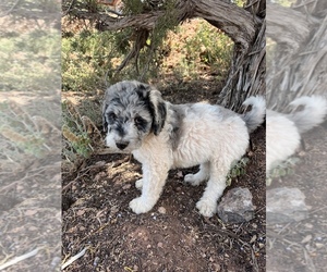Goldendoodle Puppy for sale in PRESCOTT, AZ, USA