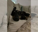 Small #3 German Shepherd Dog