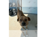 Small #1 Mutt