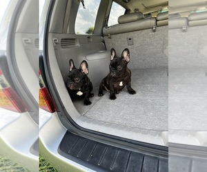 French Bulldog Puppy for sale in ARCHDALE, NC, USA