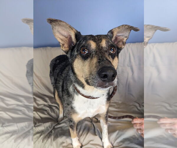 Medium Photo #5 Australian Shepherd-Unknown Mix Puppy For Sale in Minneapolis, MN, USA