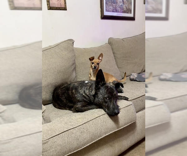 Medium Photo #8 Catahoula Leopard Dog-Labrador Retriever Mix Puppy For Sale in Wakefield, RI, USA