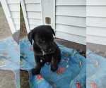 Puppy Black Male Borador