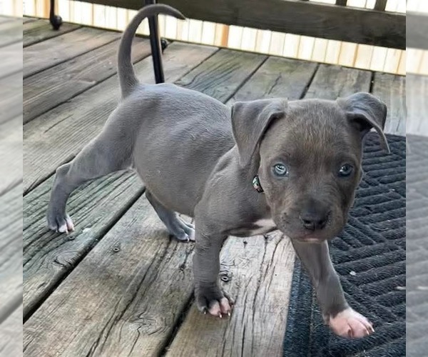 Medium Photo #1 American Pit Bull Terrier-American Staffordshire Terrier Mix Puppy For Sale in Belleville, MI, USA