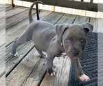 Small American Pit Bull Terrier-American Staffordshire Terrier Mix