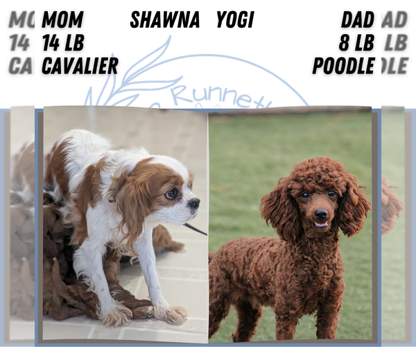 Medium Photo #51 Cavapoo (Miniature) Puppy For Sale in GOSHEN, IN, USA