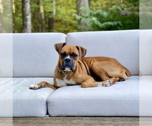 Boxer Dogs for adoption in Dumont, NJ, USA