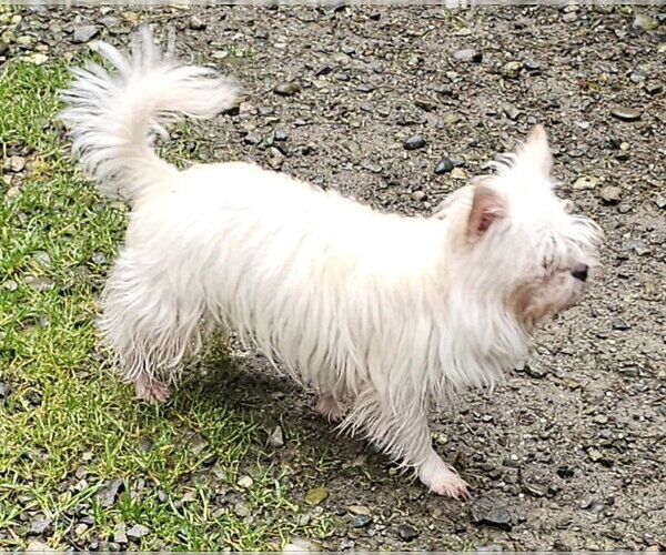 Medium Photo #3 ShiChi Puppy For Sale in Olalla, WA, USA