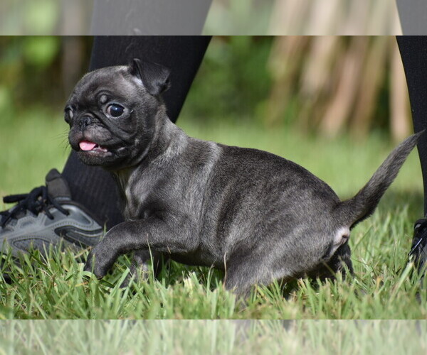 Medium Photo #2 Pug Puppy For Sale in PALM COAST, FL, USA