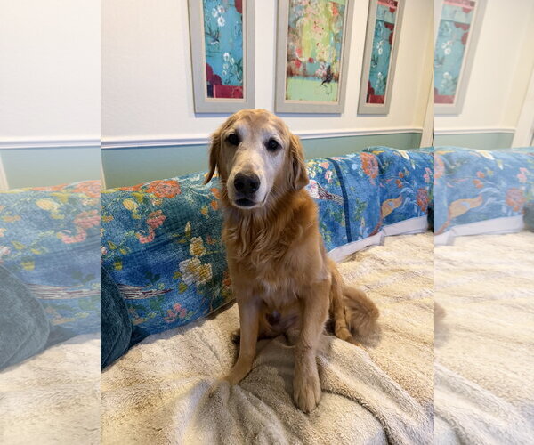 Medium Photo #3 Golden Retriever Puppy For Sale in Bonita Springs, FL, USA