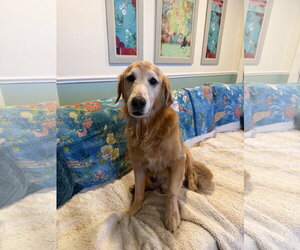 Nike 1524 - Male Golden Retriever Dog for Adoption - Photo #3