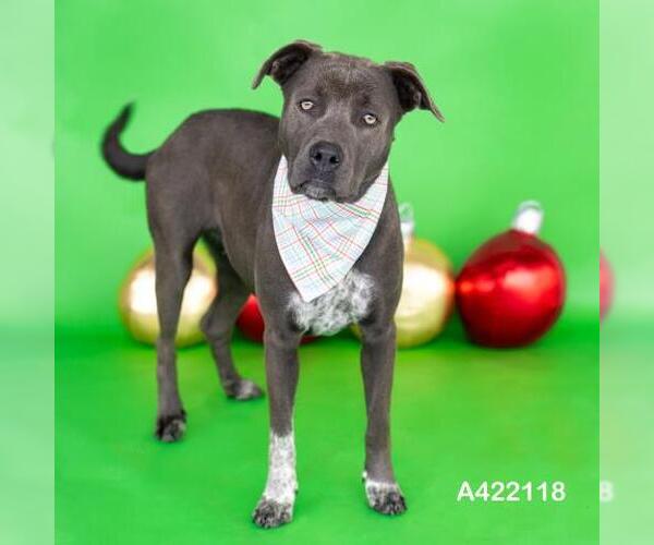 Medium Photo #1 Mutt Puppy For Sale in Conroe, TX, USA