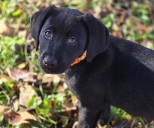 Labrador Retriever Puppy for sale in APPOMATTOX, VA, USA