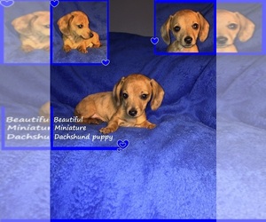 Dachshund Puppy for sale in GREENVILLE, TX, USA