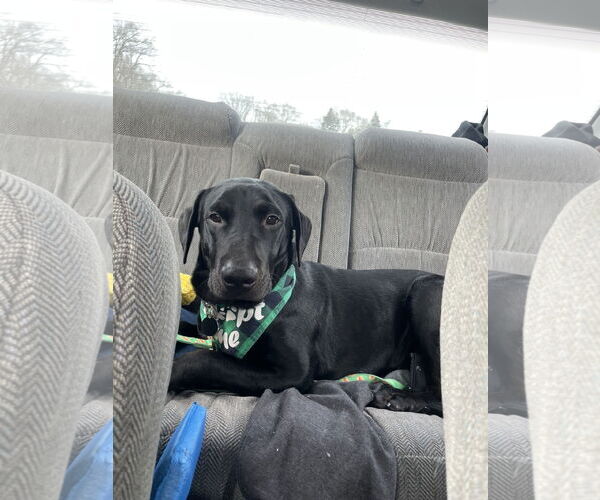 Medium Photo #1 Labrador Retriever-Unknown Mix Puppy For Sale in St. Louis Park, MN, USA