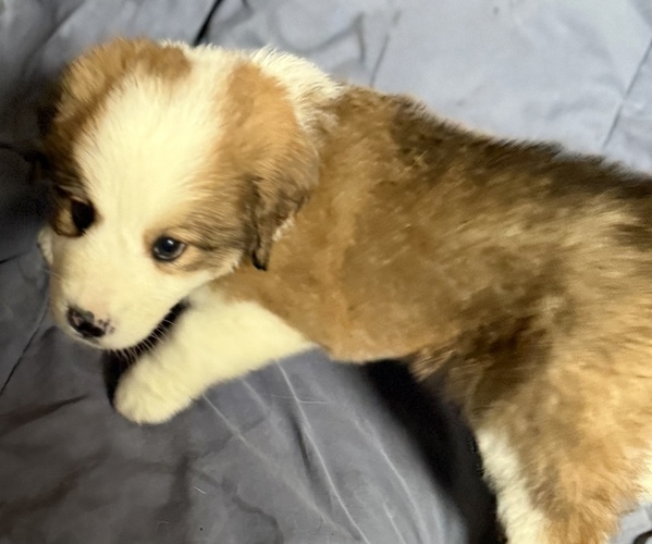 Medium Photo #3 Great Bernese Puppy For Sale in SPRINGFIELD, OH, USA