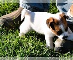 Small #8 Russell Terrier