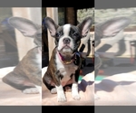 Small Photo #7 Faux Frenchbo Bulldog Puppy For Sale in SAN ANTONIO, TX, USA