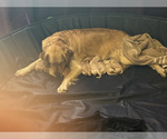 Image preview for Ad Listing. Nickname: Litter of 9