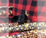 Small Photo #16 Doberman Pinscher Puppy For Sale in WESTON, WI, USA