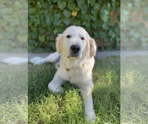 Father of the English Cream Golden Retriever puppies born on 10/07/2021