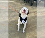 Small #1 Dogue de Bordeaux