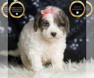 Goldendoodle (Miniature) Puppy for sale in WARSAW, IN, USA