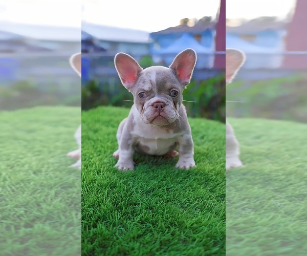 Medium Photo #1 French Bulldog Puppy For Sale in MIAMI, FL, USA