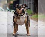 Small Photo #9 American Bully Puppy For Sale in CLEVELAND, GA, USA